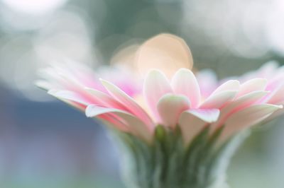 Close-up of pink flower blooming outdoors