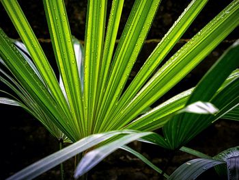 Close-up of wet green leaves