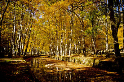 Trees in forest during autumn