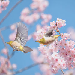 Low angle view of cherry blossoms in spring