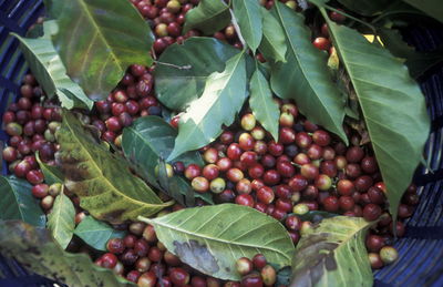 Directly above shot of coffee crops in container