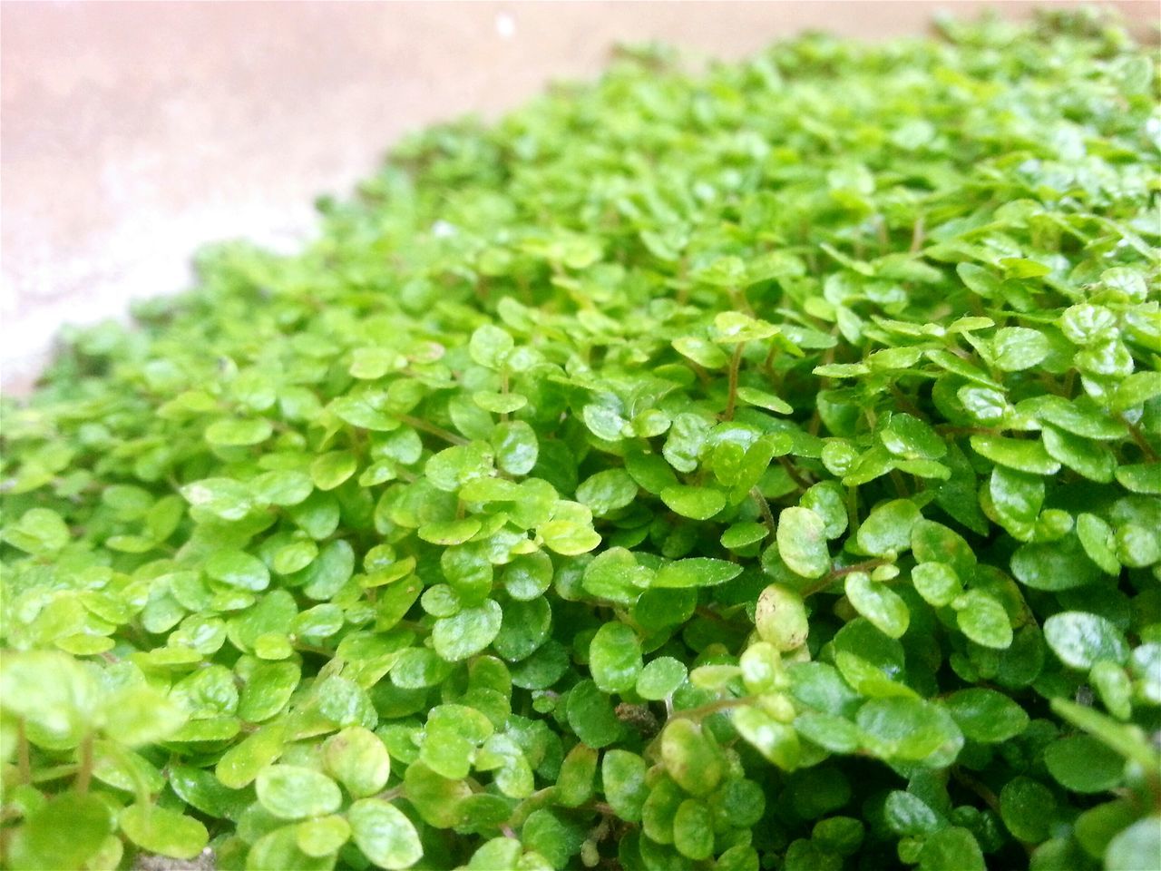 freshness, green color, close-up, leaf, growth, plant, high angle view, food and drink, indoors, nature, full frame, green, food, backgrounds, healthy eating, vegetable, beauty in nature, no people, selective focus, fragility