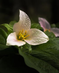 Close-up of wet flower on plant