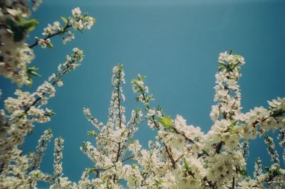 Low angle view of cherry blossom against clear sky