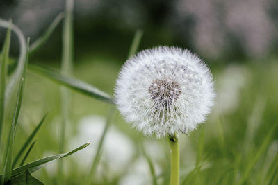 Close-up of dandelion flower on field