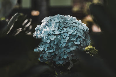 Close-up of hydrangea flowers