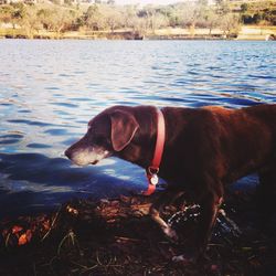 Side view of a dog in water