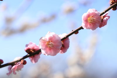 Close up pink japanese apricot blossoms.