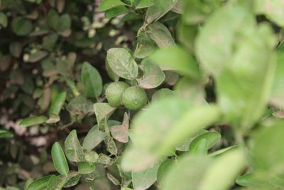 Close-up of fresh green plants