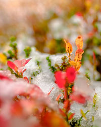 Close-up of red flowering plant