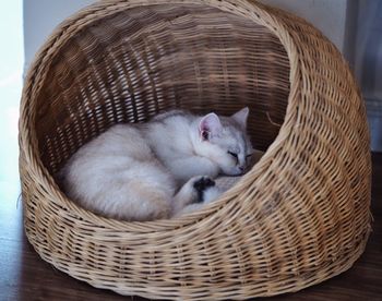 Close-up of kitten sleeping in basket