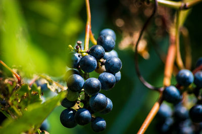 Close-up of grapes growing on plant