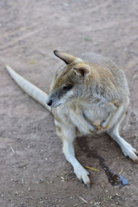 Close-up of squirrel