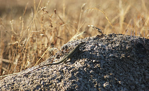 Close-up of lizard on rock