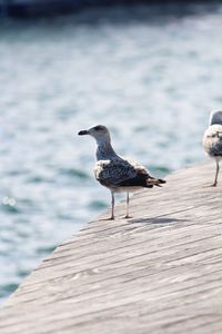 Seagull perching on a pier