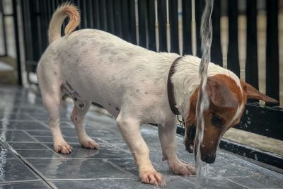 Close-up of dog standing on railing