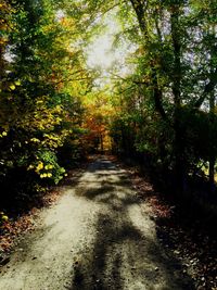 Empty road amidst trees