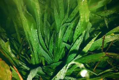 Full frame shot of raindrops on plant