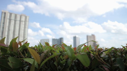 Close-up of plants against sky in city