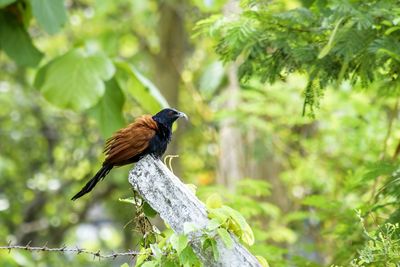 Close-up of bird perching on a plant