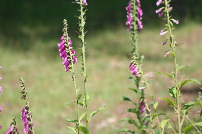 Close-up of purple flowering plants on field