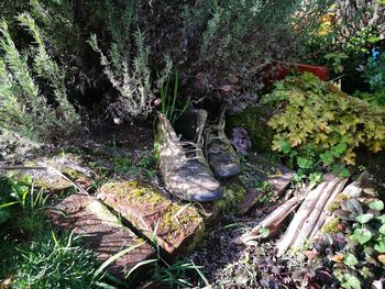 High angle view of bird in forest