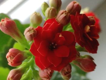 Close-up of red flowers blooming outdoors