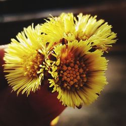 Close-up of sunflower blooming outdoors