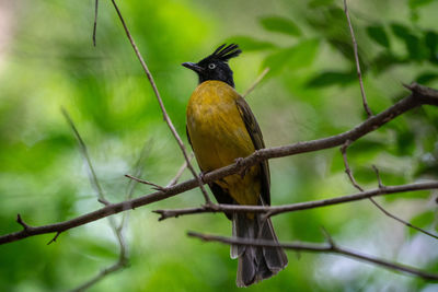 Close-up of bird perching on branch