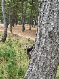 View of squirrel on tree trunk