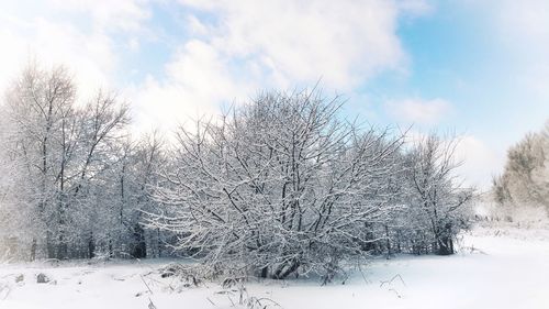 Bare trees on snow covered land against sky