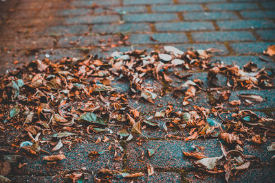 Close-up of dry maple leaves during autumn