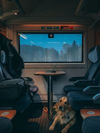 Dog sitting in train
