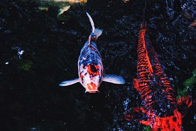 Fish swimming in water