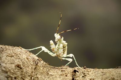 Close-up of insect