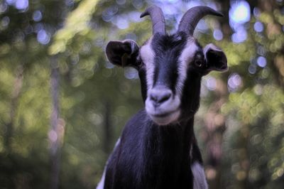 Close-up portrait of goat