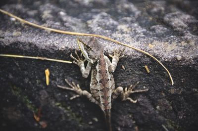 Close-up of insect