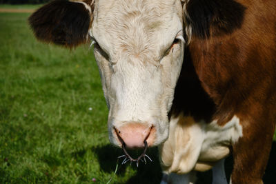 Close-up of a cow