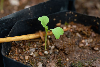 Close-up of small plant growing on field