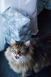 Close-up portrait of cat relaxing