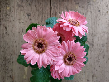 Close-up of pink daisy flowers