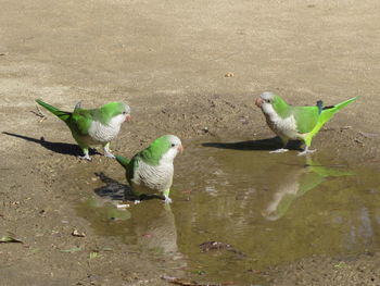 Birds in water