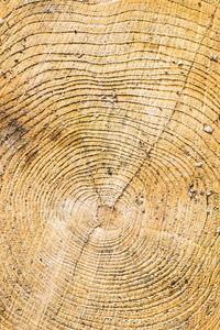 Full frame shot of tree stump in forest