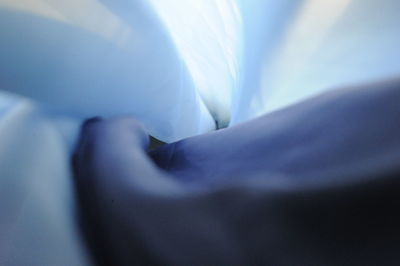 Close-up of white flower