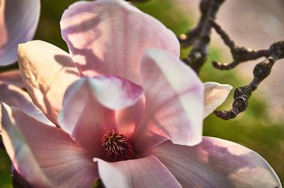 Close-up of pink flowers