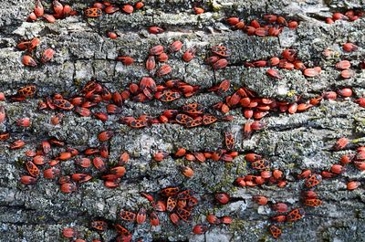 High angle view of berries growing on plant