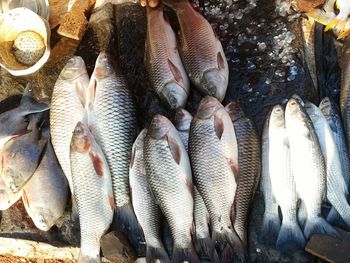 Close-up of fish for sale in market