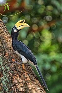 Close-up of bird perching on tree trunk