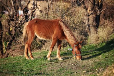 Horses grazing in a field