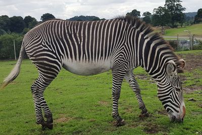 Zebras standing on field against sky